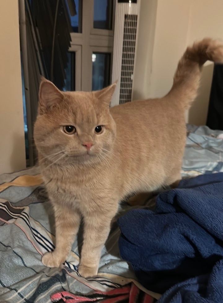 Orange British Shorthair Mix For Adoption 