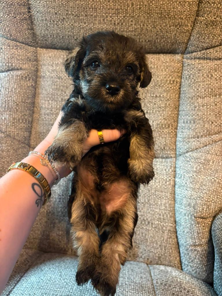 Schnoodle Puppy