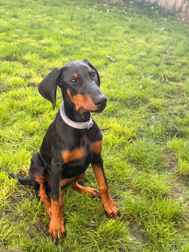 🐾 12-Week-Old Dobermann Puppy 🐾
