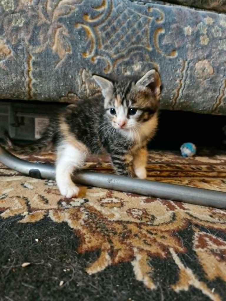 Maine coon cross kittens Ready Now