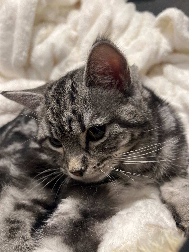 Beautiful Silver Tabby Kitten Looking for a Loving Home