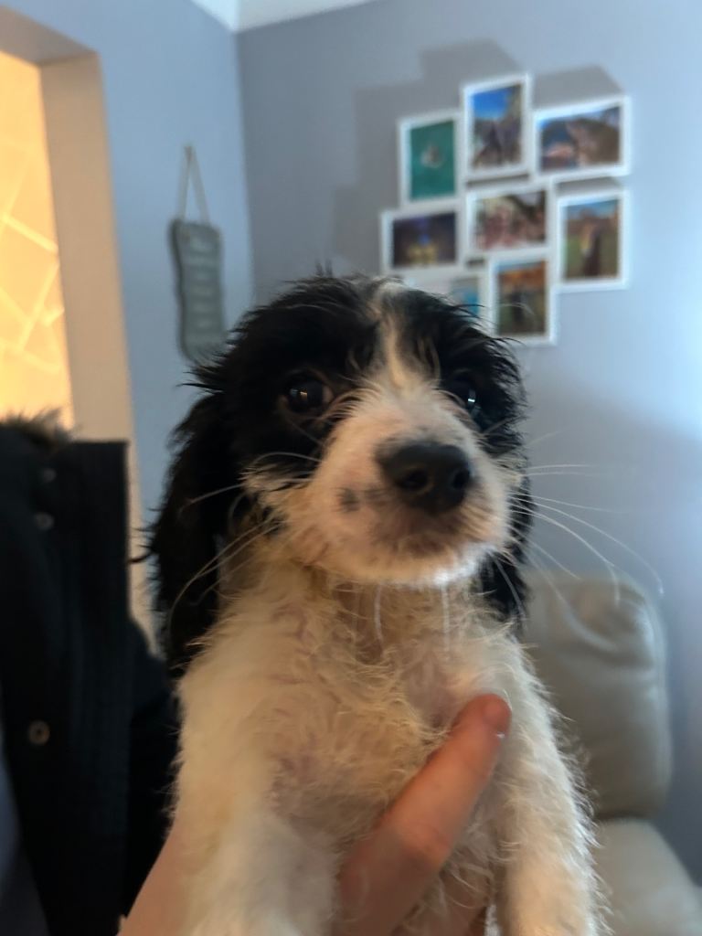 A beautiful little of 5 Cockerpoos 