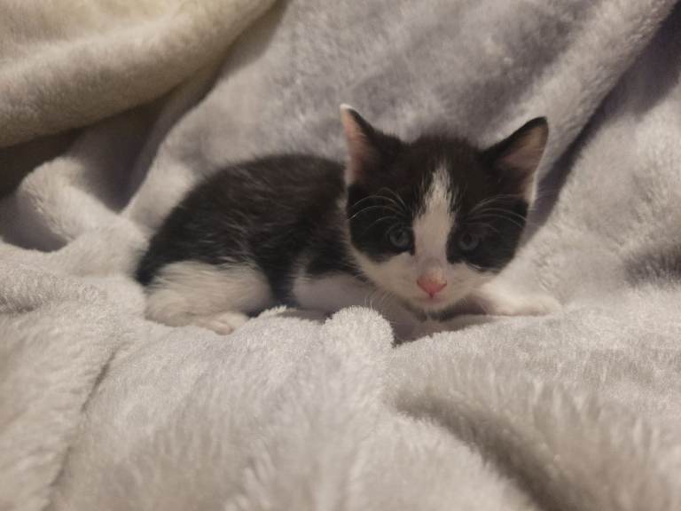 Mix fur kittens 