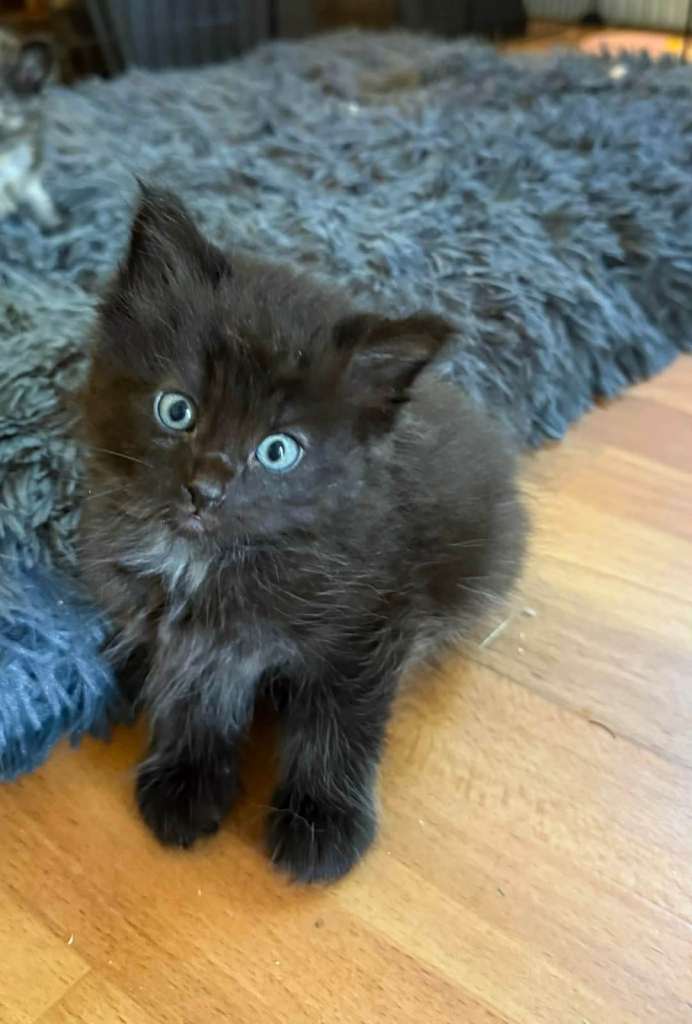 Beautiful Black Fluffy Kittens 