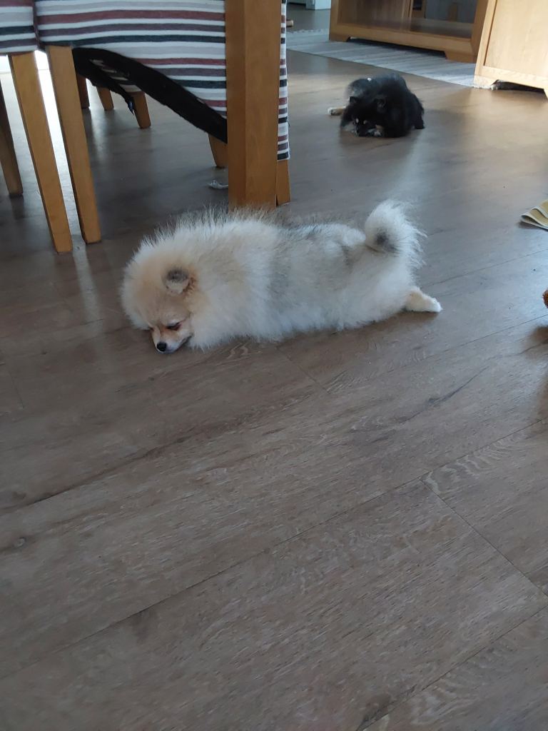 Pomeranian puppy