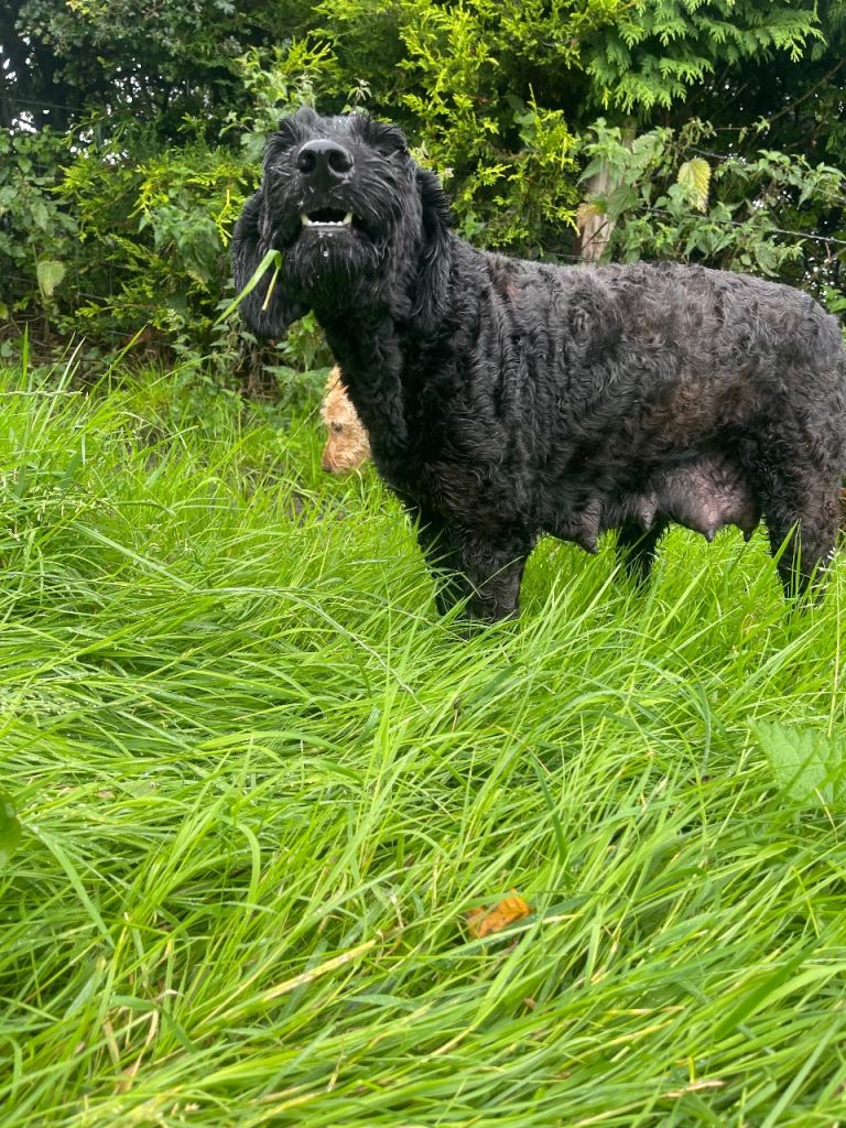 Labradoodle Puppy for sale