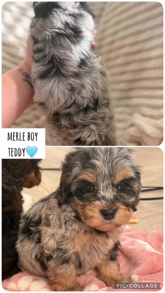 Cockapoo Puppies 