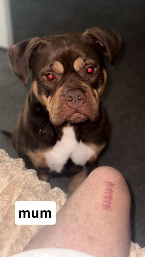 Pocket bully puppy for sale 