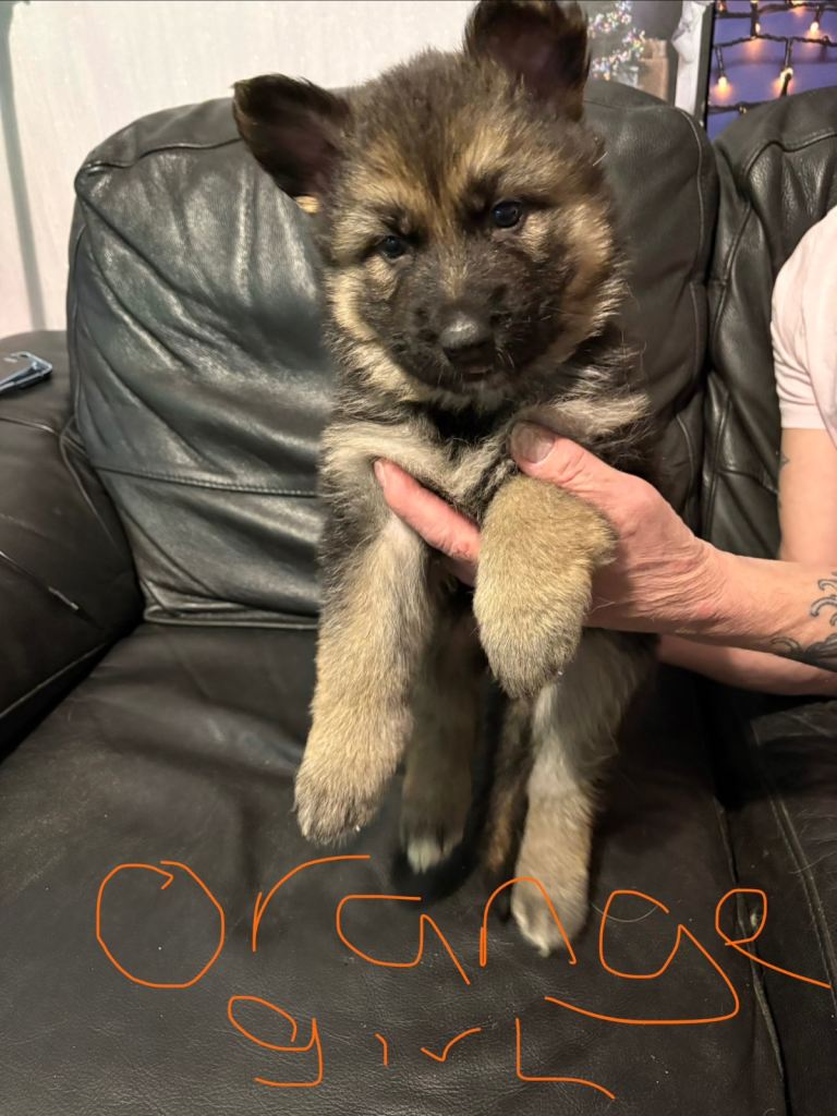 4 stunning German shepherd pups left ready now