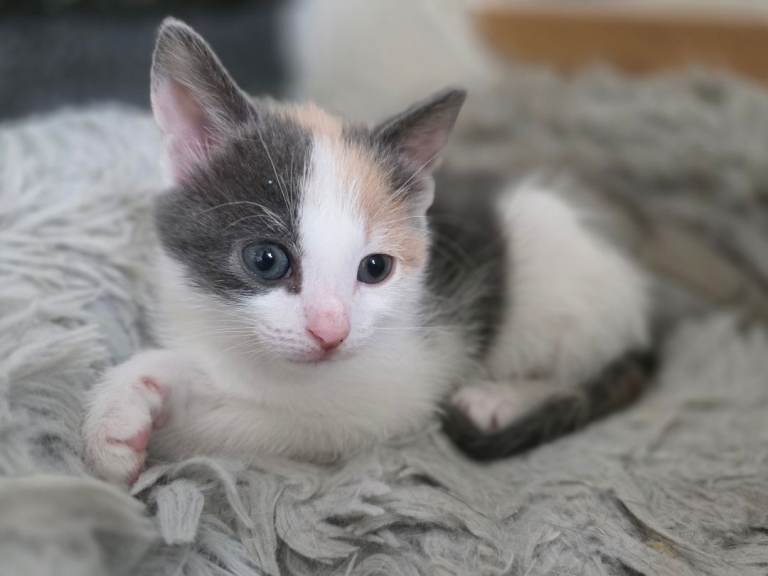 Kittens ready for forever home