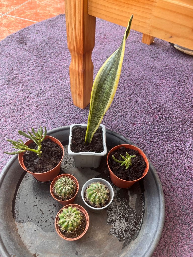 Succulents Crassula Ovata, Snake plant, barrel cactus