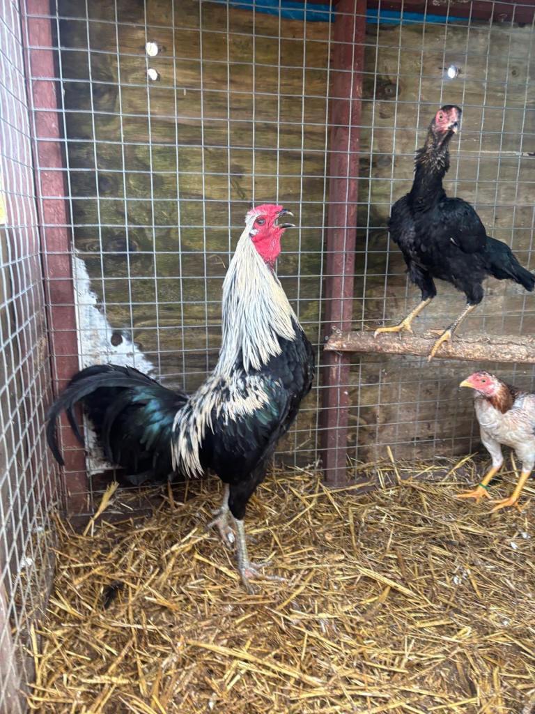 Old English game cock bird 