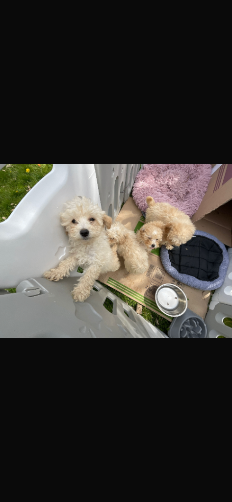 Toy poodles