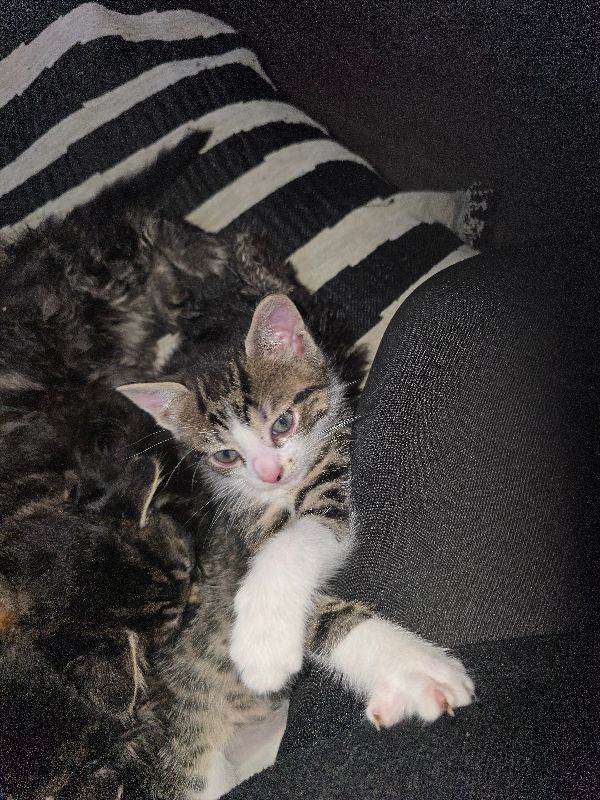 3 left kittens available 