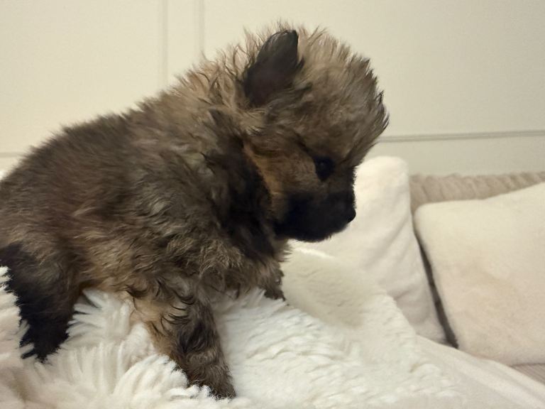 Gorgeous Pomeranian Puppies