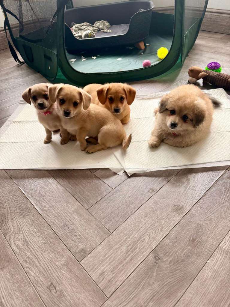 Adorable Pomeranian x Sausage Dog Puppies for Rehoming
