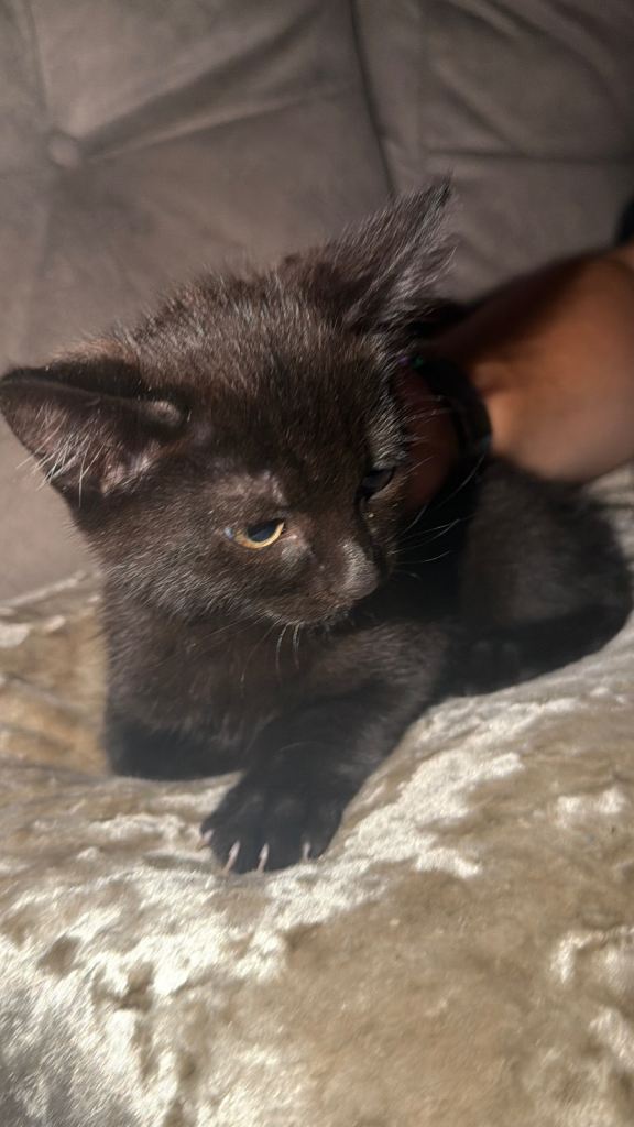 Kittens 