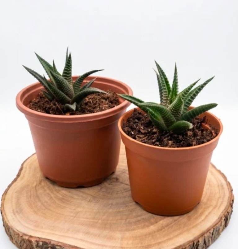 1X Haworthia Limifolia Succulent Live Houseplant Fairys Washboard Bare Root Plant