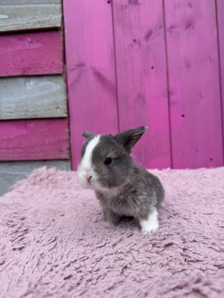 Pedigree Mini Lop Girls