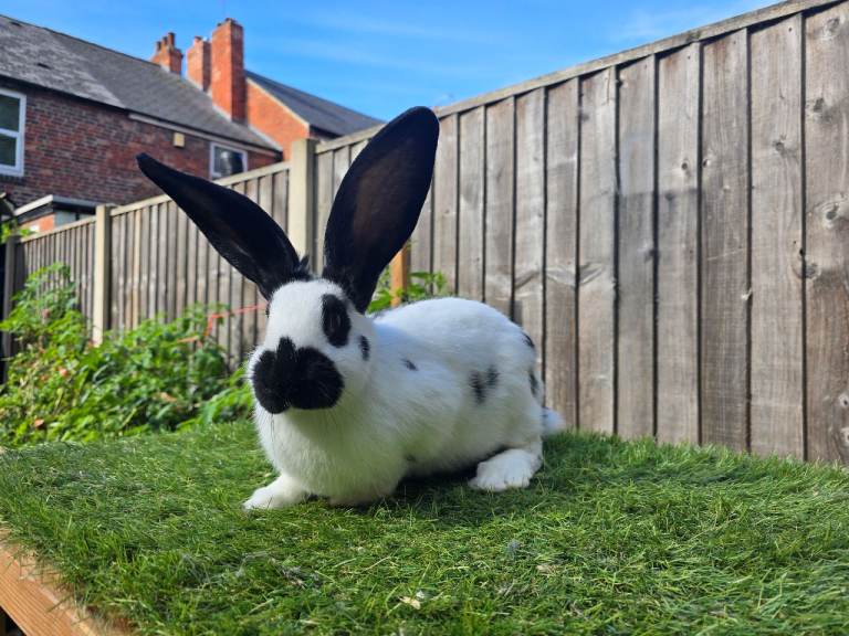 🐰 7 Beautiful Rabbit Babies Looking for Their Forever Homes! 🐰