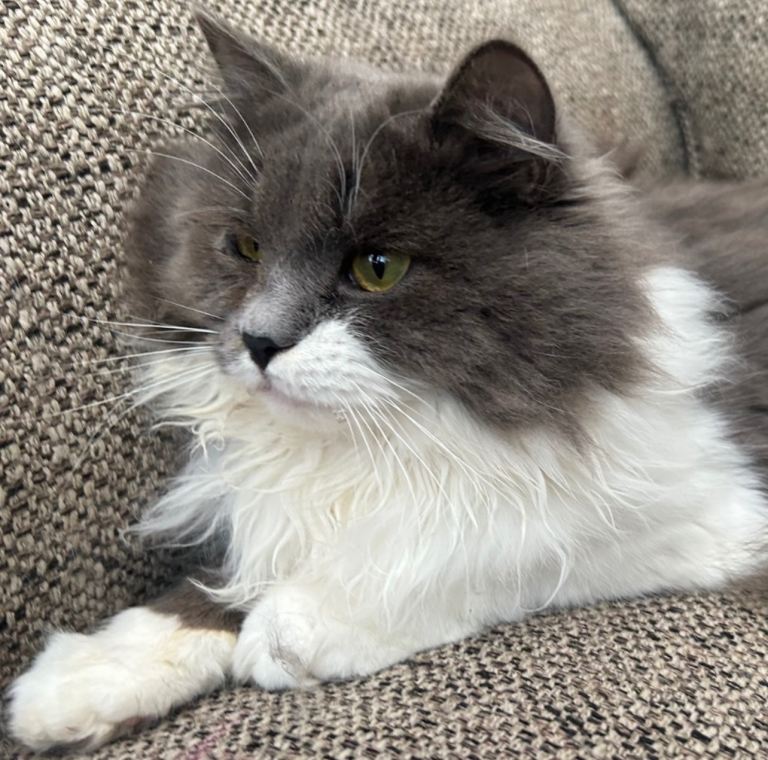 Pedigree Siberian kittens