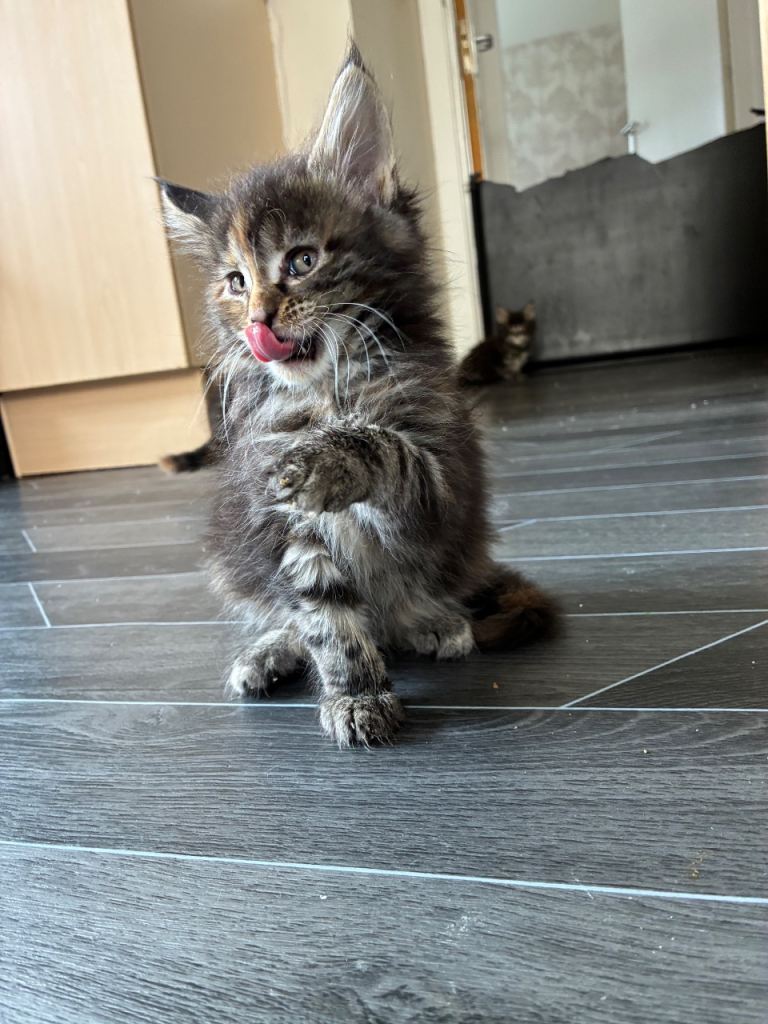 Maine coon kittens 