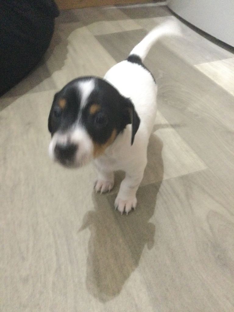  Miniature Jack Russell pup.