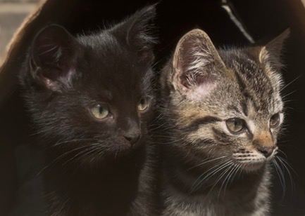 Beautiful, Friendly & Well-Loved Stable Kittens 🐾