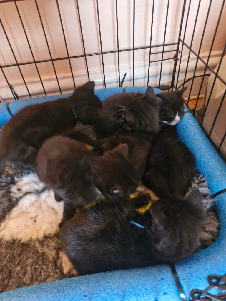 British Short Haired kittens 3 boys 3 girls