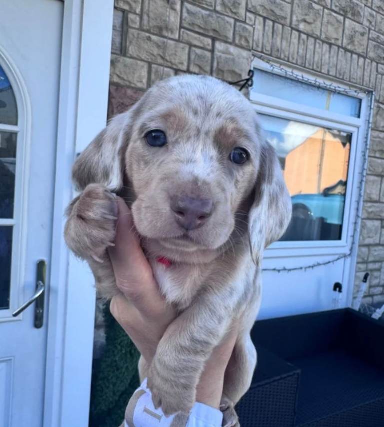 3 cute miniature dachshund pupps available