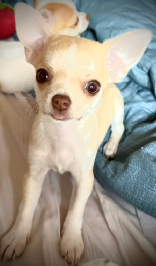 Chihuahua applehead , green eyes 