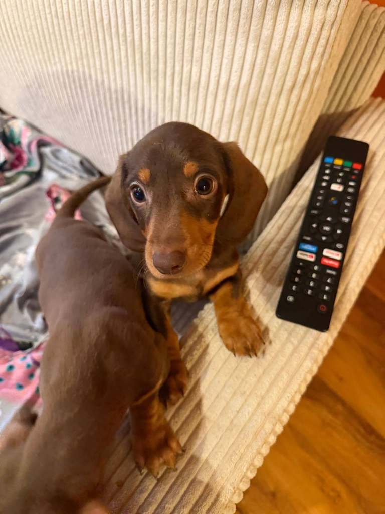 Beautiful Chocolate Brown Dachshund Puppy - Ready for Loving Home