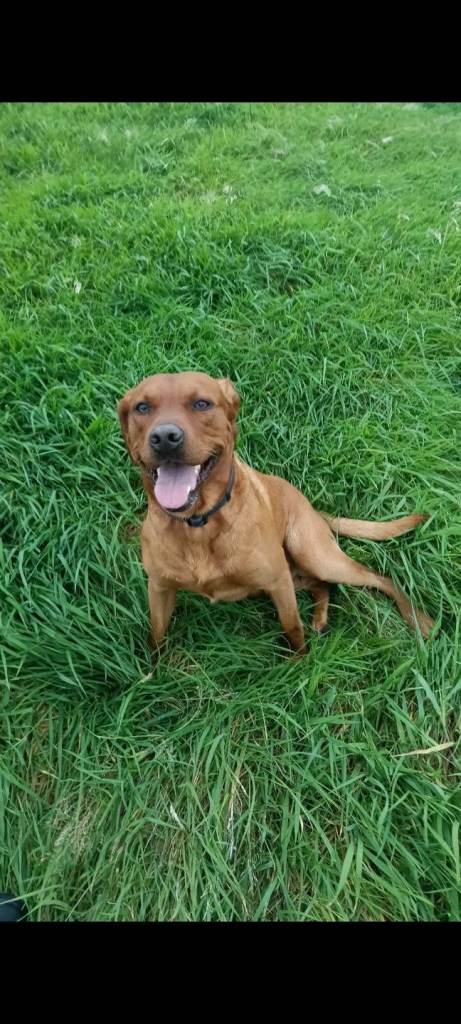 Fox Red Labrador 