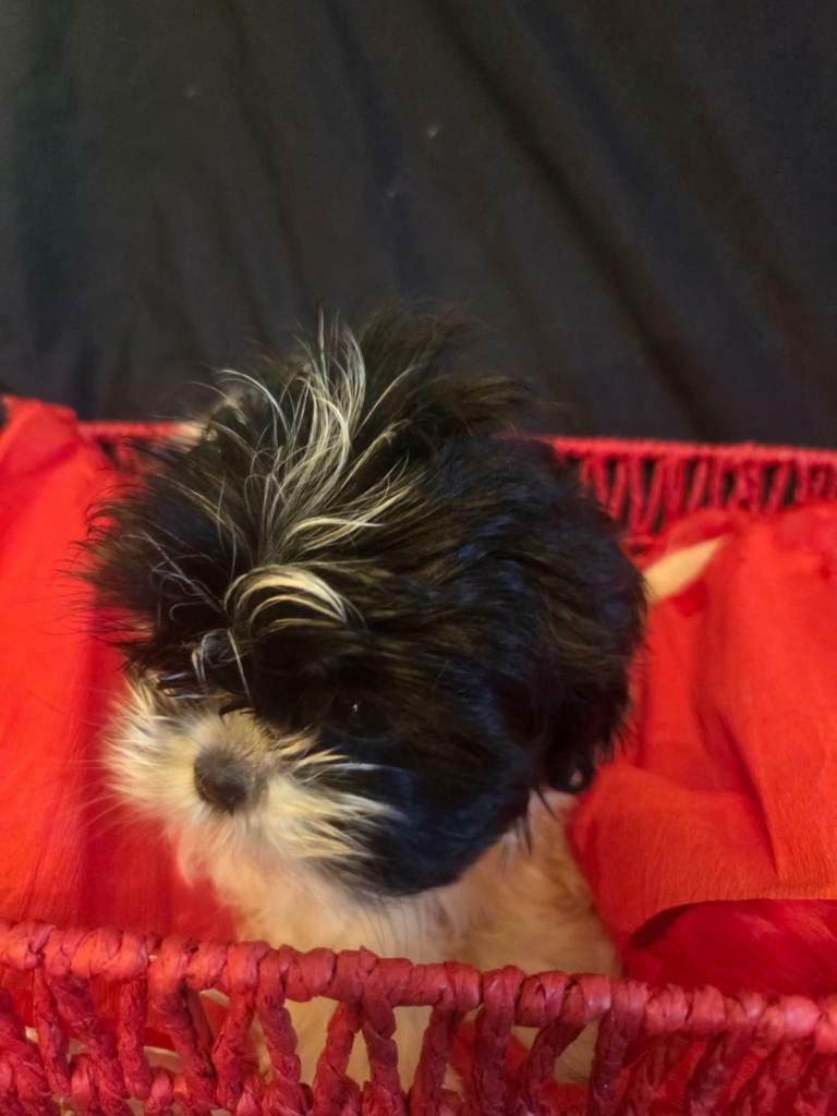 Shih Tzu Puppies for Sale
