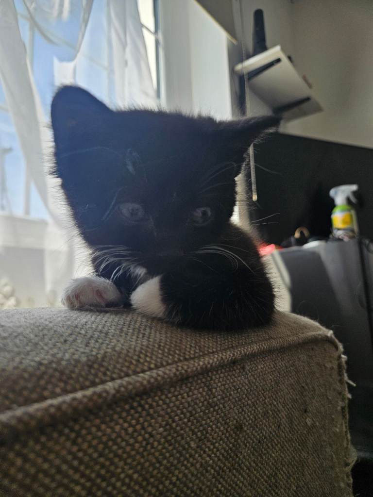 cat to adopt 