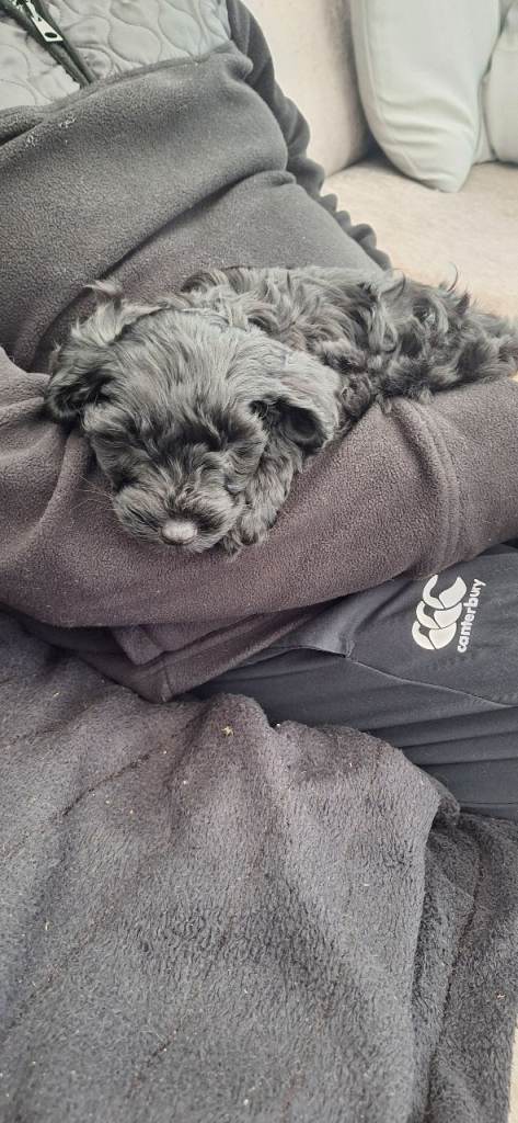 F1B COCKAPOO FOR SALE