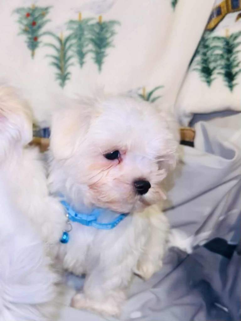 Maltese puppies 