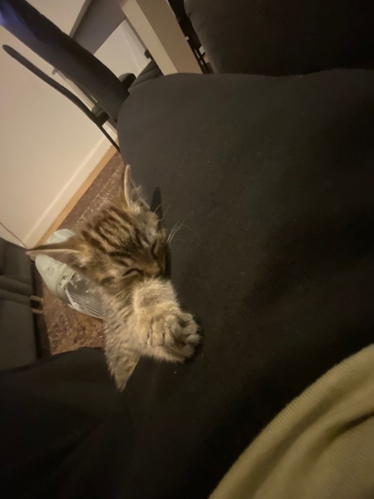 Adorable Tabby cat 