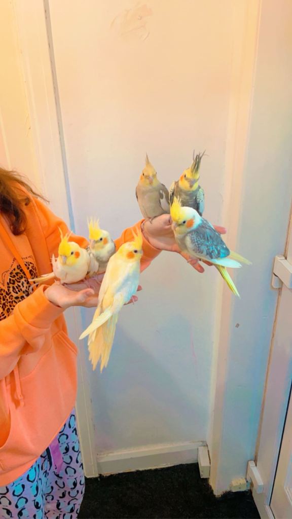 Cockatiels 
