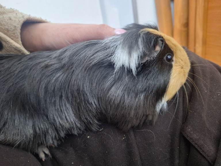 4 Beautiful Female Guinea pigs available 