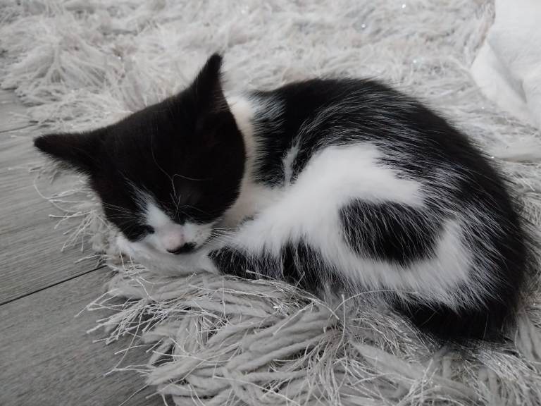 Beautiful female kitten