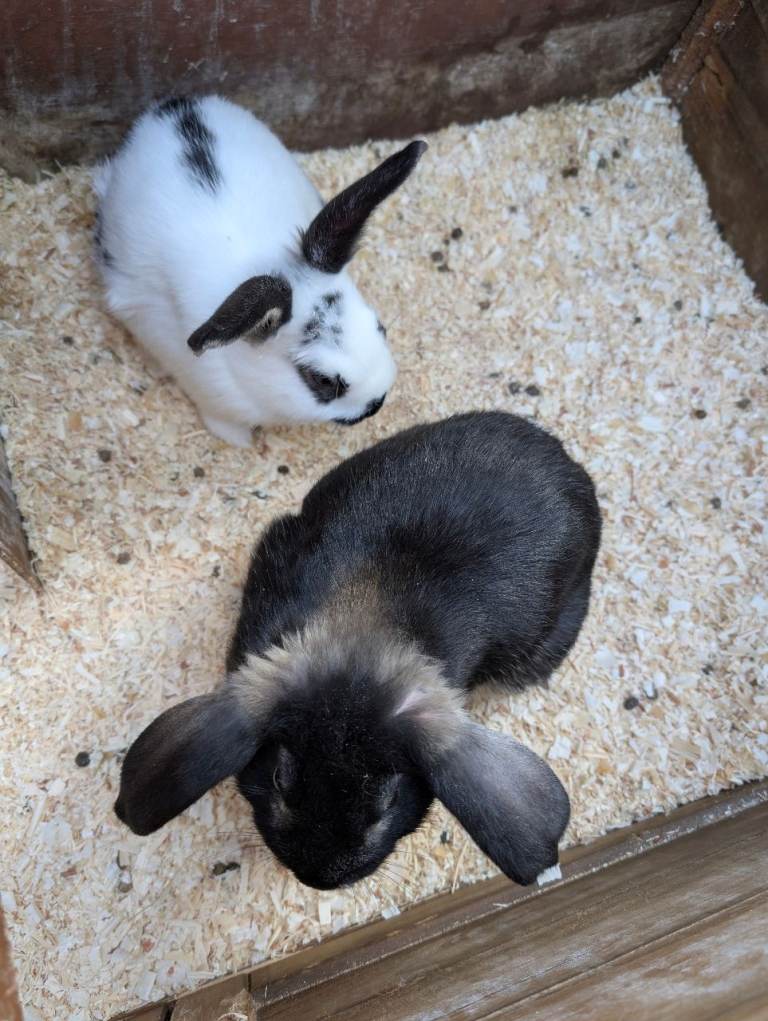 Baby Dwarf Lop Ear Male Rabbits For Sale 10 weeks old