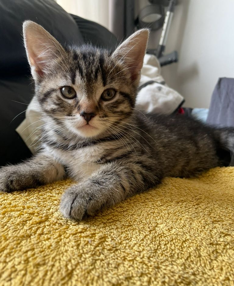 13 week old kitten 