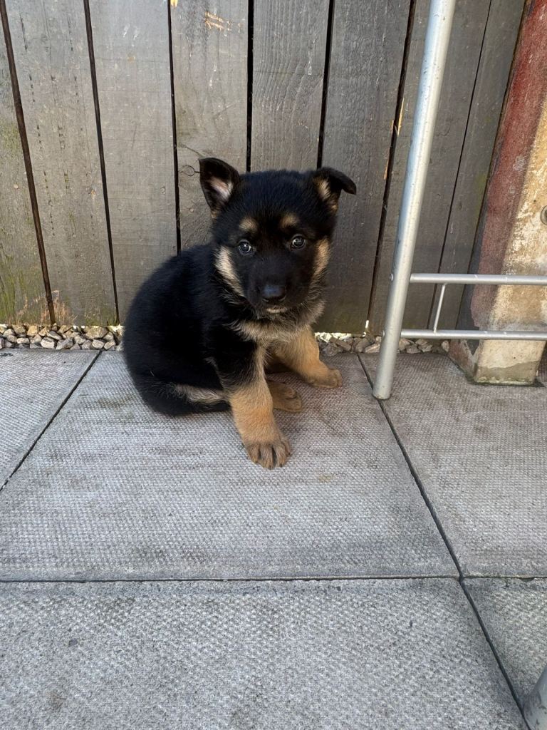 German Shepherd Puppies 