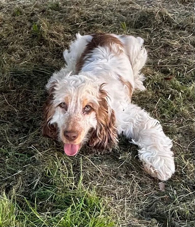 Cocker spaniel 