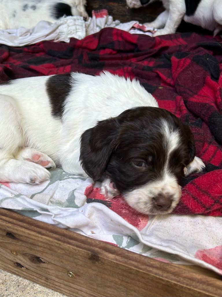 Striking Traditional English Springer Spaniel puppies 