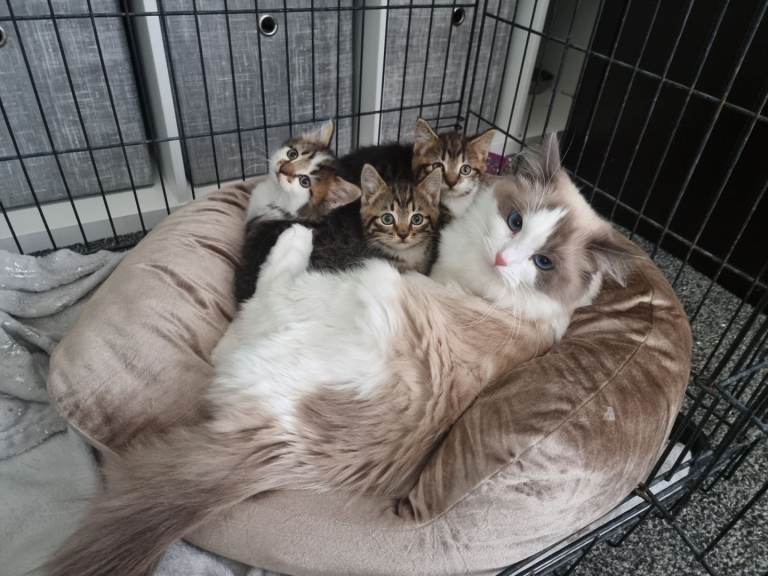 Ragdoll crossed kitten