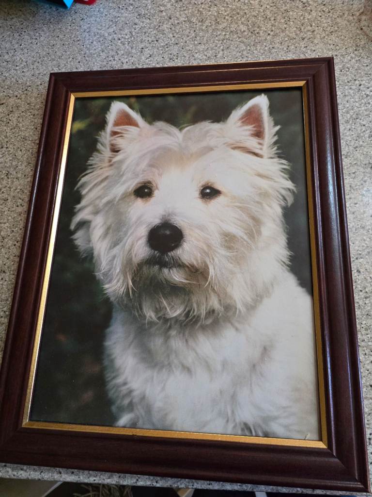 West Highland terrier - framed print