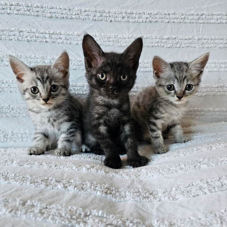 Maincoon cross kittens for sale READY NOW 