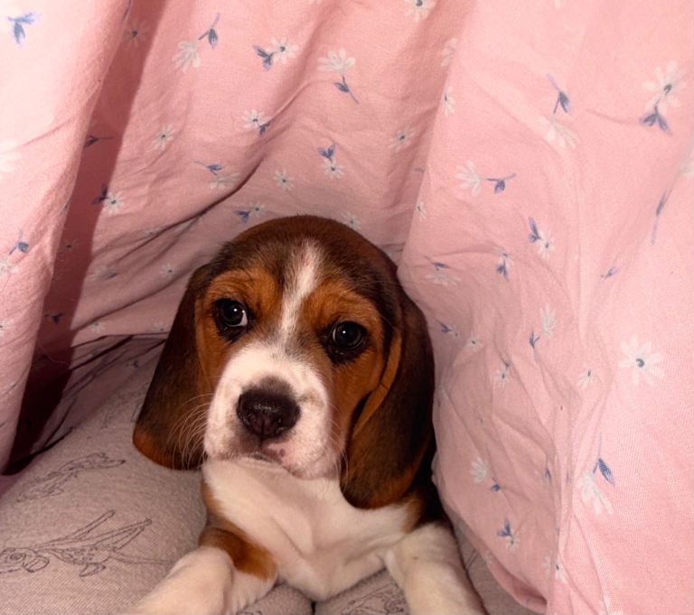 Beagle puppy
